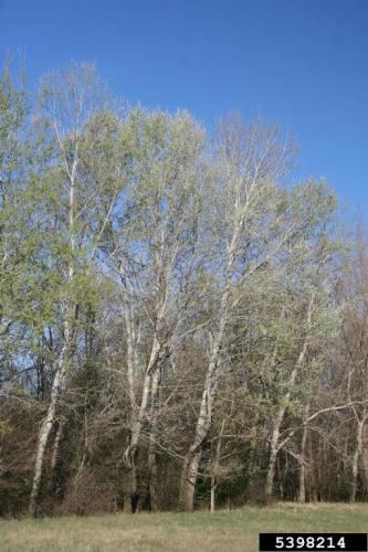 Are White Poplar Trees Invasive